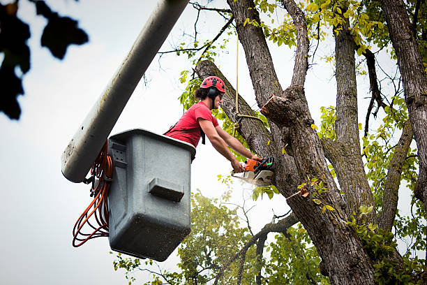 How Our Tree Care Process Works  in  Waconia, MN